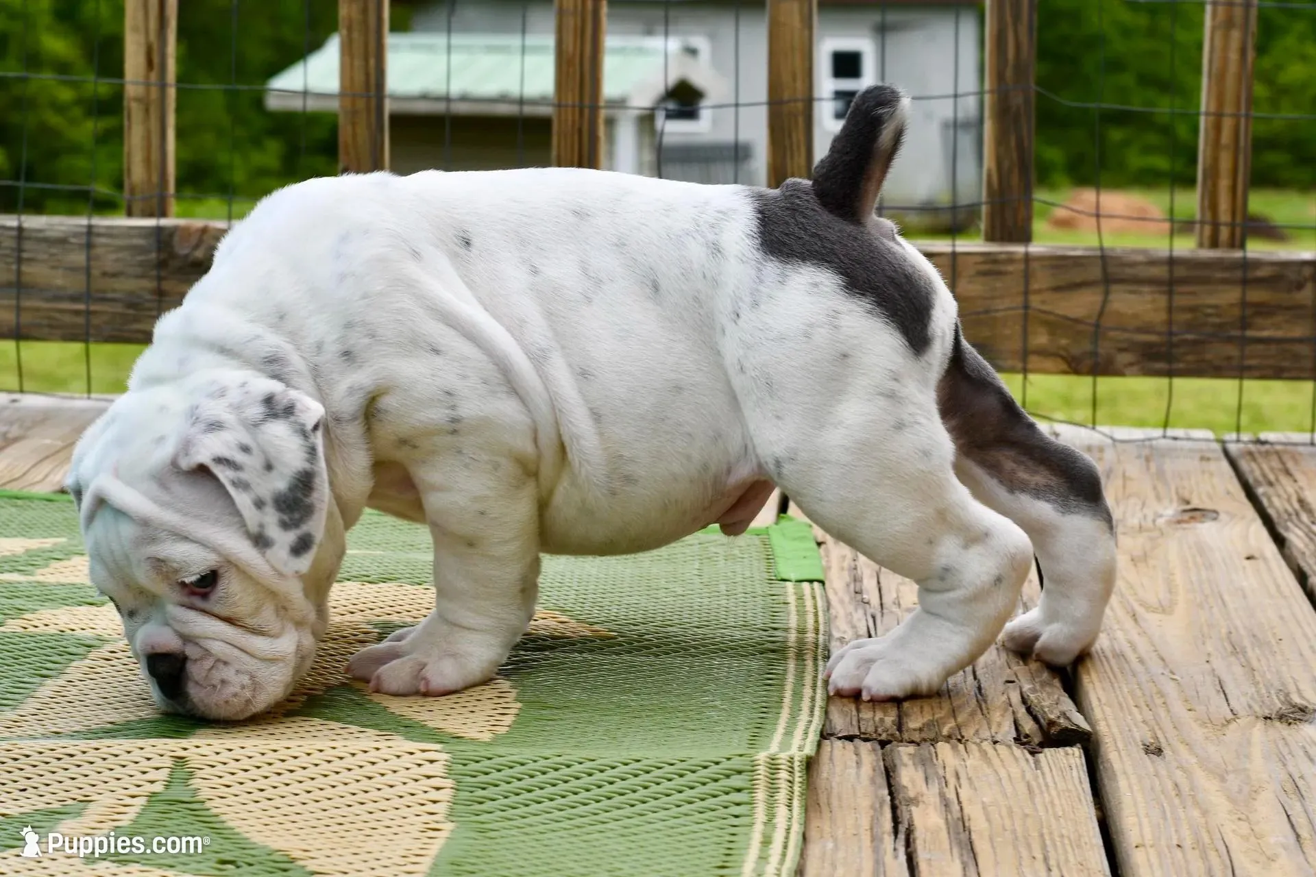 Bruiser, a male Olde English Bulldogge for sale in Grove, OK – Photo 1 of 10
