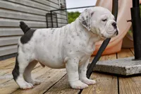 Bruiser, a male Olde English Bulldogge for sale in Grove, OK – Photo 3 of 10