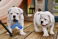 Bruiser, a male Olde English Bulldogge for sale in Grove, OK – Photo 5 of 10