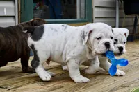 Bruiser, a male Olde English Bulldogge for sale in Grove, OK – Photo 9 of 10