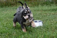 Darla, a female English Bulldog and Olde English Bulldogge for sale in Grove, OK – 7 of 10