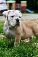 Winston, a male Olde English Bulldogge for sale in Grove, OK – 2 of 9