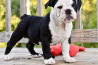 Sophie, a female English Bulldog and Olde English Bulldogge for sale in Grove, OK – 7 of 10