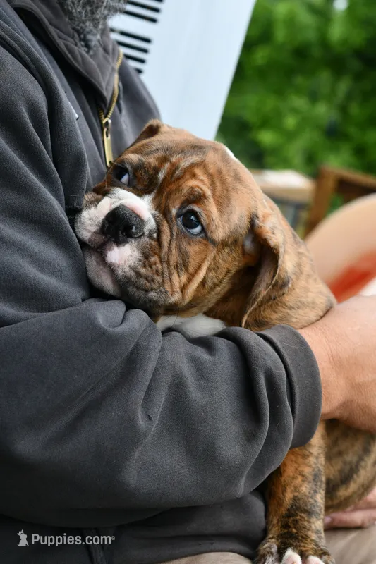Red – Olde English Bulldogge puppy for sale in Grove, OK