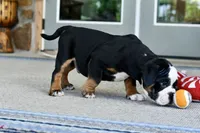 Jack, a male English Bulldog and Olde English Bulldogge for sale in Grove, OK – 3 of 10