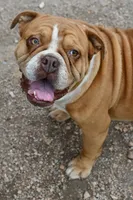 Lexi, a female English Bulldog and Olde English Bulldogge for sale in Grove, OK – 10 of 10