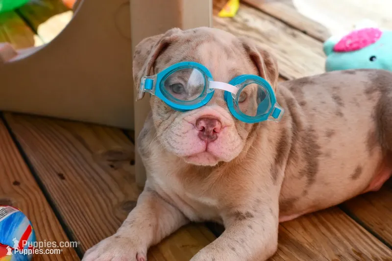 Louie – English Bulldog, Olde English Bulldogge puppy for sale in Grove, OK