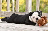Sophie, a female English Bulldog and Olde English Bulldogge for sale in Grove, OK – 6 of 10
