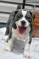 Hazel (blue and white), a female English Bulldog and Olde English Bulldogge for sale in Grove, OK – 3 of 10