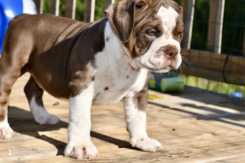 Darla – English Bulldog, Olde English Bulldogge puppy for sale in Grove, OK
