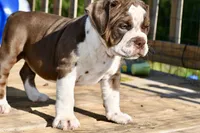 Darla, a female English Bulldog and Olde English Bulldogge for sale in Grove, OK – 1 of 10