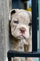 Pippa, a female English Bulldog and Olde English Bulldogge for sale in Grove, OK – 4 of 10