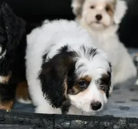 Hazel, a female Miniature Bernedoodle for sale in Grove, OK – 5 of 9