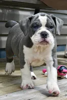 Hazel (blue and white), a female English Bulldog and Olde English Bulldogge for sale in Grove, OK – 8 of 10