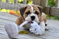 Petunia , a female English Bulldog and Olde English Bulldogge for sale in Grove, OK – 8 of 10