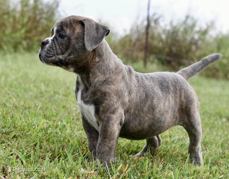 Lexi – English Bulldog, Olde English Bulldogge puppy for sale in Grove, OK