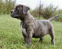 Lexi, a female English Bulldog and Olde English Bulldogge for sale in Grove, OK – 2 of 10