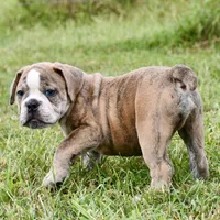 Otis, a male English Bulldog and Olde English Bulldogge for sale in Grove, OK – 4 of 10