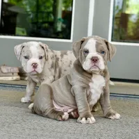 Clyde, a male English Bulldog and Olde English Bulldogge for sale in Grove, OK – 2 of 10