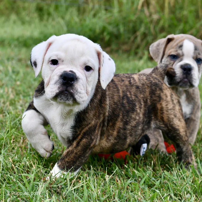 Lola – English Bulldog, Olde English Bulldogge puppy for sale in Grove, OK