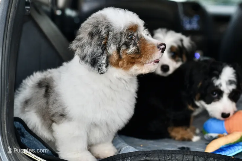Winston – Miniature Bernedoodle puppy for sale in Grove, OK