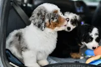 Winston, a male Miniature Bernedoodle for sale in Grove, OK – 1 of 9