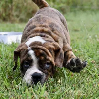 Clifford , a male English Bulldog and Olde English Bulldogge for sale in Grove, OK – 4 of 10