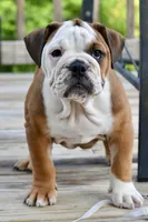 Kenya, a female English Bulldog and Olde English Bulldogge for sale in Grove, OK – 2 of 10