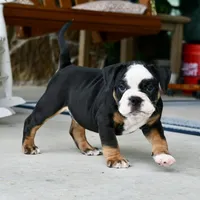 Jack, a male English Bulldog and Olde English Bulldogge for sale in Grove, OK – 10 of 10