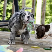 Hoss, a male English Bulldog and Olde English Bulldogge for sale in Grove, OK – 4 of 10
