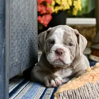 Clyde, a male English Bulldog and Olde English Bulldogge for sale in Grove, OK – 7 of 10