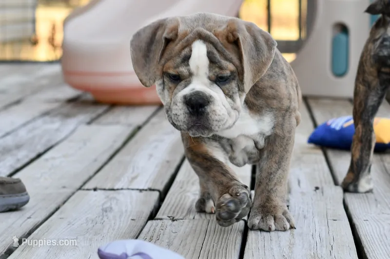 Otis – English Bulldog, Olde English Bulldogge puppy for sale in Grove, OK