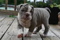 Pepper, a female English Bulldog and Olde English Bulldogge for sale in Grove, OK – 3 of 10