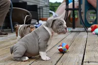 Pepper, a female English Bulldog and Olde English Bulldogge for sale in Grove, OK – 8 of 10