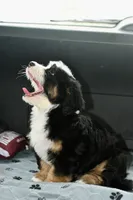 Thelma, a female Miniature Bernedoodle for sale in Grove, OK – 5 of 9