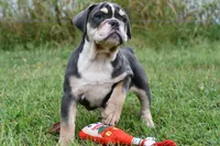 Darla, a female English Bulldog and Olde English Bulldogge for sale in Grove, OK – 3 of 10