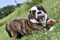 Toby, a male English Bulldog and Olde English Bulldogge for sale in Grove, OK – 6 of 10