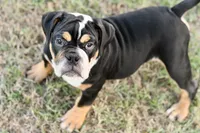 Jack, a male English Bulldog and Olde English Bulldogge for sale in Grove, OK – 3 of 10