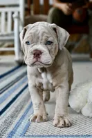Pippa, a female English Bulldog and Olde English Bulldogge for sale in Grove, OK – 6 of 10
