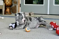 Hoss, a male English Bulldog and Olde English Bulldogge for sale in Grove, OK – 7 of 10