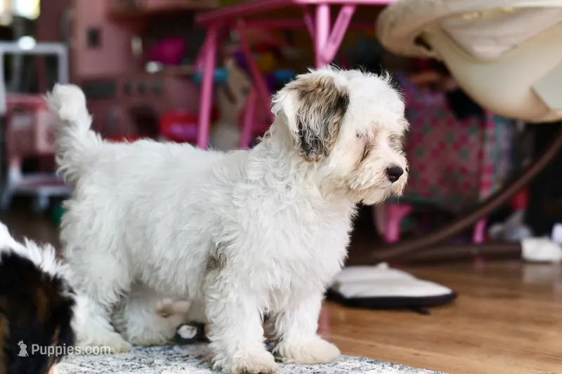 Pearl – Miniature Bernedoodle puppy for sale in Grove, OK