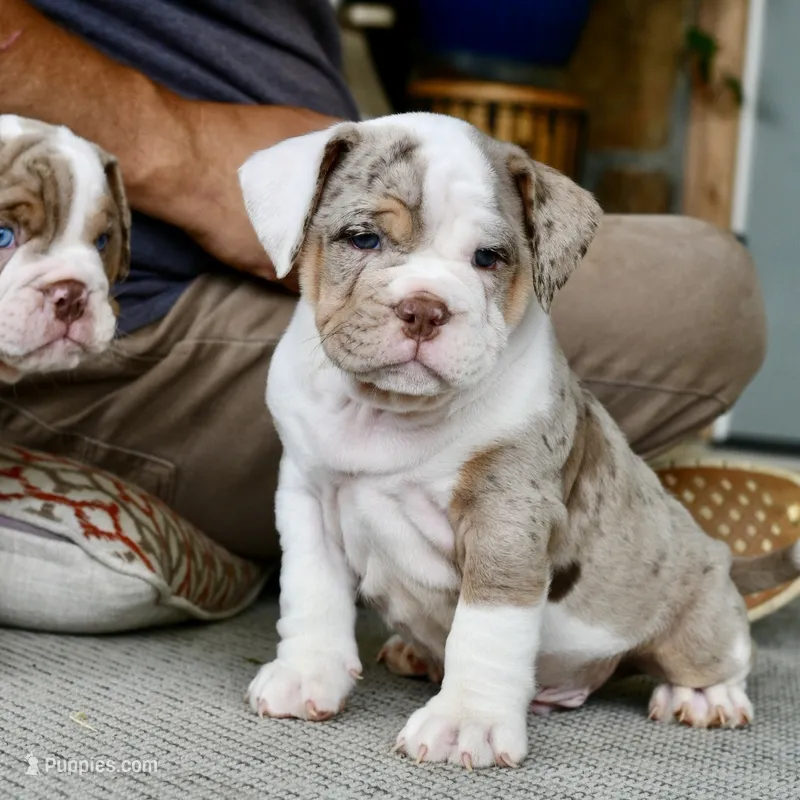 Stuffy – English Bulldog, Olde English Bulldogge puppy for sale in Grove, OK