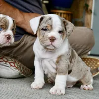 Stuffy, a male English Bulldog and Olde English Bulldogge for sale in Grove, OK – 8 of 10