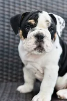 Bruce, a male English Bulldog and Olde English Bulldogge for sale in Grove, OK – 1 of 10
