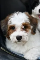 Mabel, a female Miniature Bernedoodle for sale in Grove, OK – 6 of 10