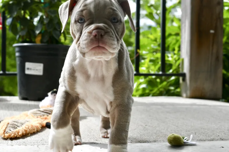 Rosey – English Bulldog, Olde English Bulldogge puppy for sale in Grove, OK
