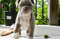 Rosey, a female English Bulldog and Olde English Bulldogge for sale in Grove, OK – 3 of 9
