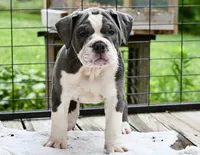 Hazel (blue and white), a female English Bulldog and Olde English Bulldogge for sale in Grove, OK – 2 of 10
