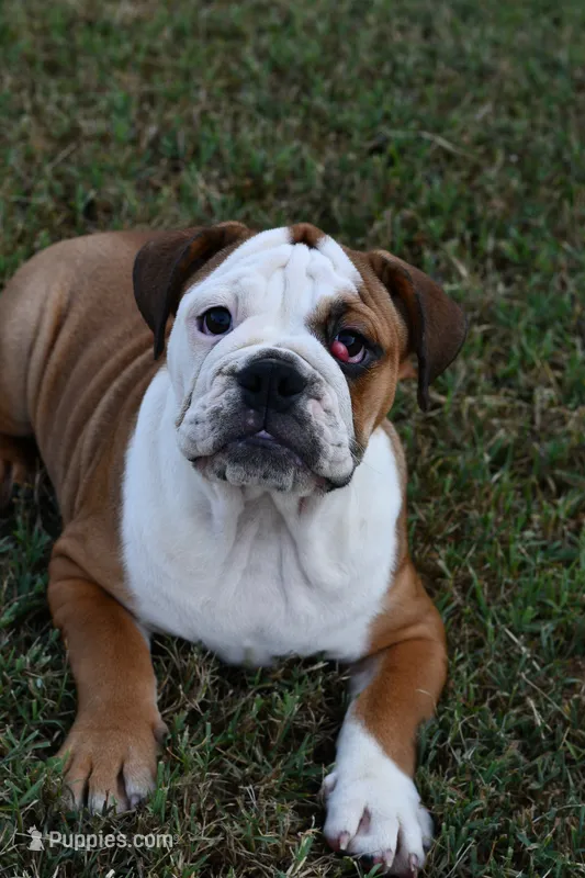 Kenya – English Bulldog, Olde English Bulldogge puppy for sale in Grove, OK