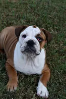 Kenya, a female English Bulldog and Olde English Bulldogge for sale in Grove, OK – 1 of 10